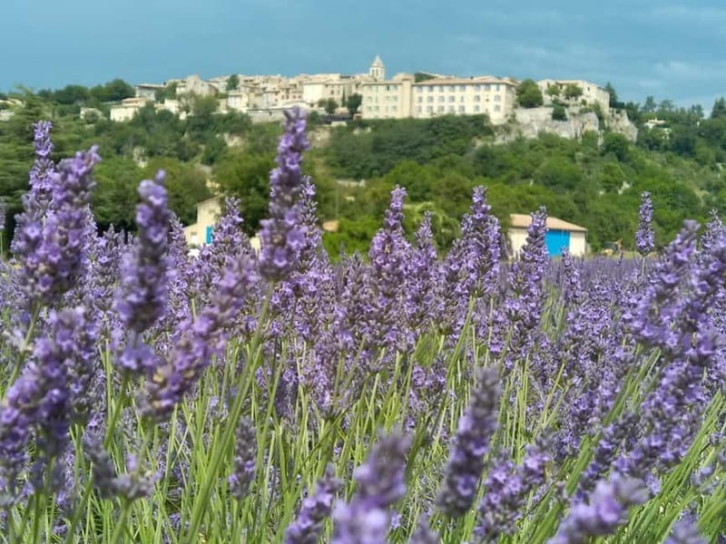 departing from Avignon, Classic lavender tour - The Value of This Tour