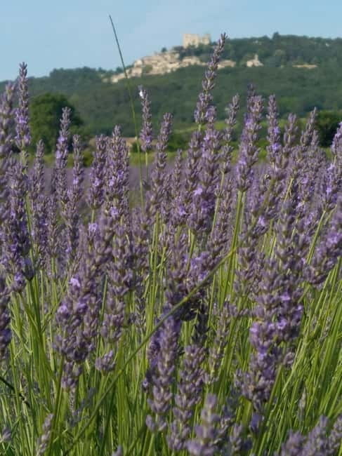 departing from Avignon, Classic lavender tour - Practical Tips for a Smooth Experience