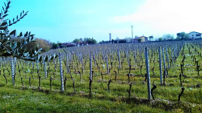 Desenzano d/G: guided bike day trip + selected wines, cooking class - Savoring the Wines and Food