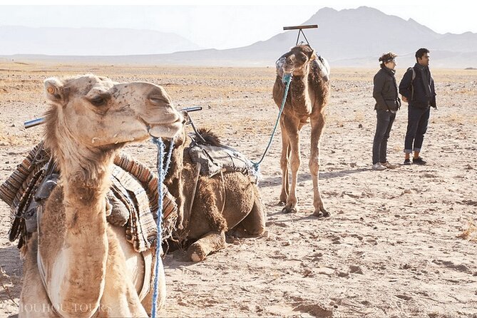 Desert Agafay Dinner Show and Camel Ride With Magical View - Dinner and Cuisine Offerings