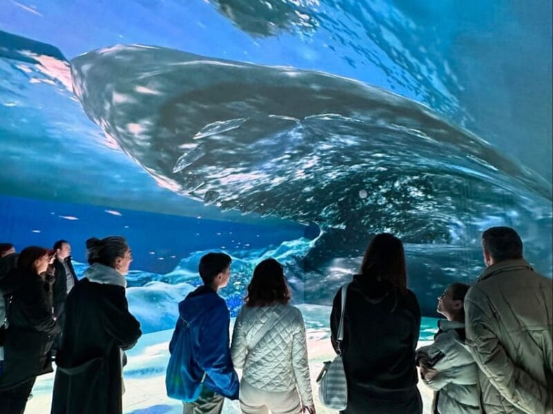 Digital Experience Museum Skip-the-Line Entry - Entering the Digital Experience Museum: Seamless and Innovative