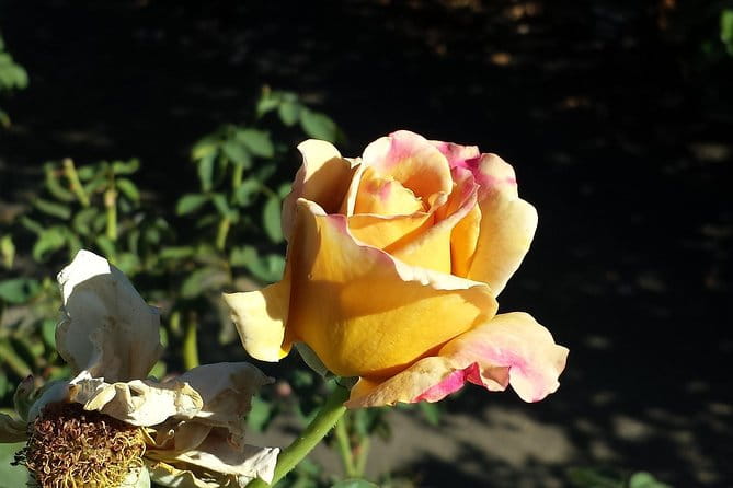 Dijon - Historic Guided Walking Tour - FAQ