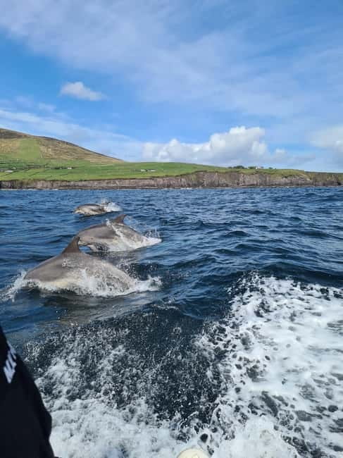Dingle: Blasket Island Eco Tour with Wildlife Watching - Is This Tour Worth Your Time?