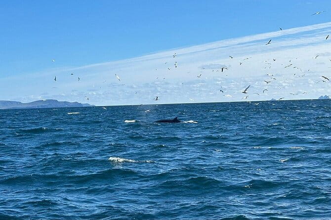 Dingle Boat Tours RIB Adventure Private - An In-Depth Look at the Dingle RIB Adventure