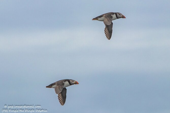 Dingle Dolphin Blasket Adventures - Key Offerings of the Cruise