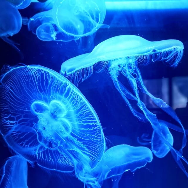 Dingle: Oceanworld Aquarium Admission Ticket - What You Can Expect During Your Visit