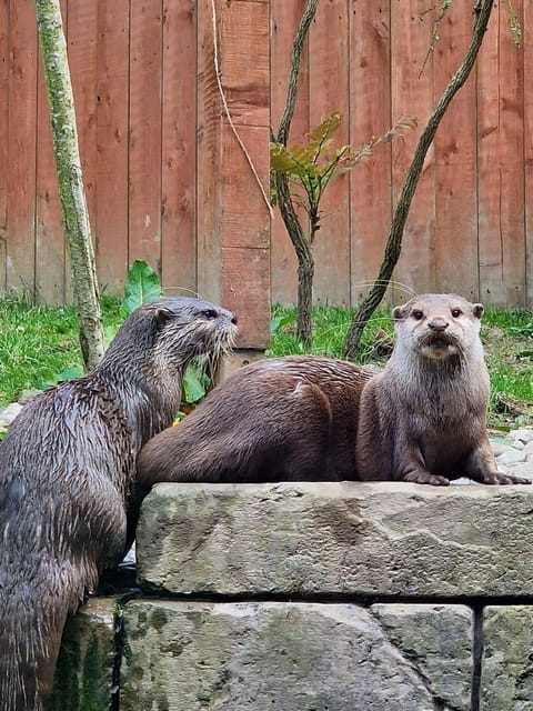 Dingle: Oceanworld Aquarium Admission Ticket - FAQs About Dingle Oceanworld Aquarium