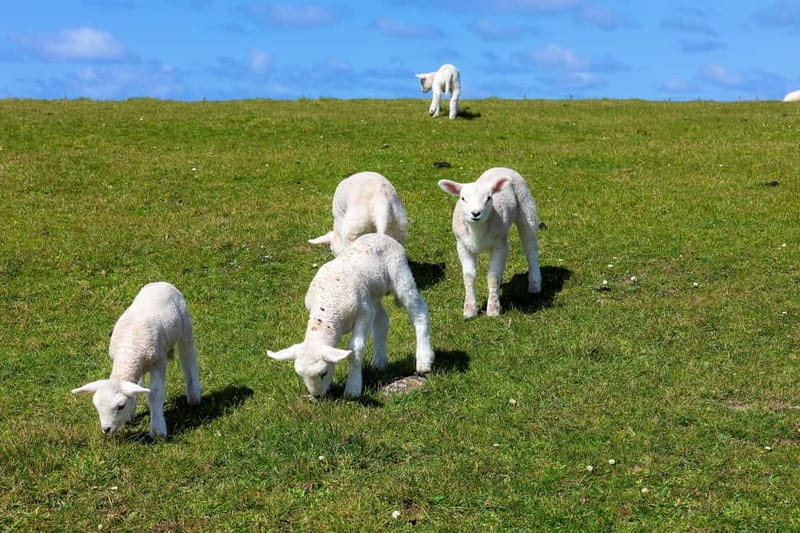 Dingle Peninsula & Slea Head Drive: Tour from Killarney - Key Points / Takeaways