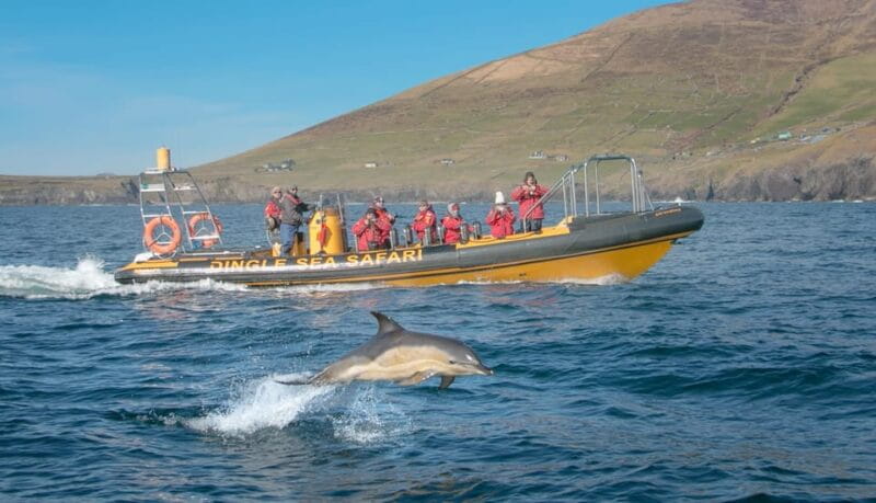 Dingle: Sea Safari by RIB Boat - An In-Depth Look at the Dingle Sea Safari Experience