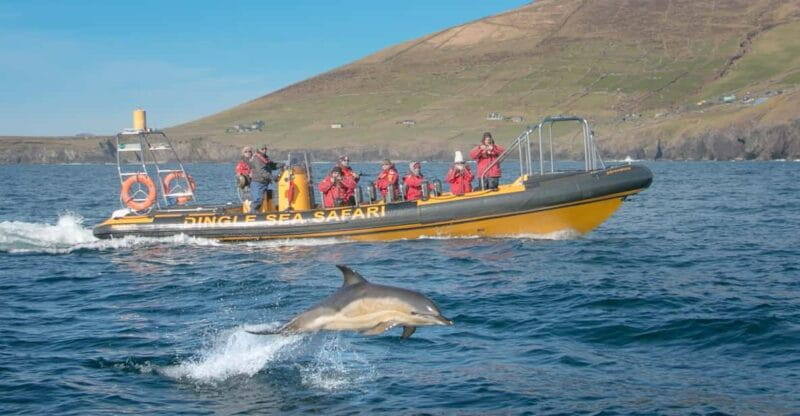 Dingle: Sea Safari by RIB Boat - The Sum Up