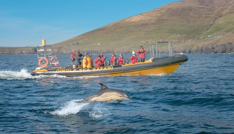 Dingle: Sea Safari by RIB Boat - Key Points
