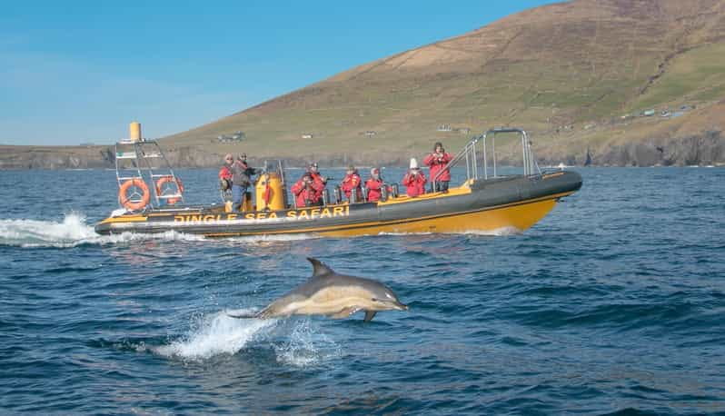 Dingle: Sea Safari by RIB Boat - Participant Information