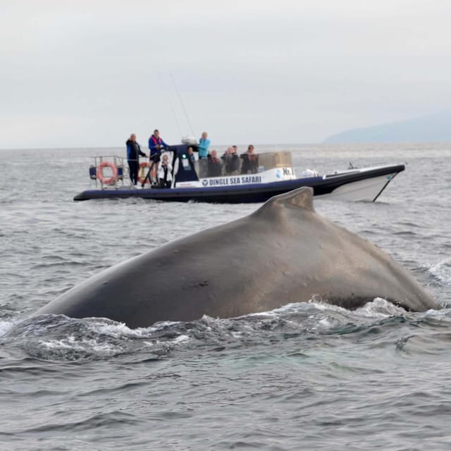 Dingle: Sea Safari by RIB Boat - Live Tour Guide and Language