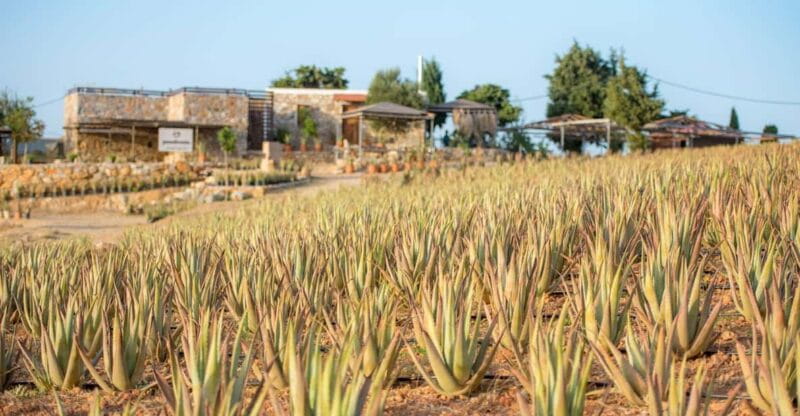 Discover Aloe: A Farm Walk & Workshop - Key points / Takeaways