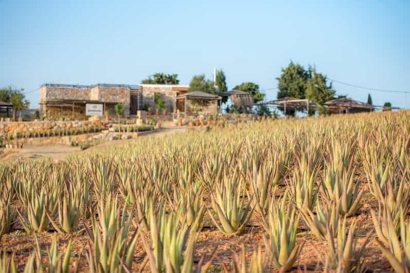 Discover Aloe: A Farm Walk & Workshop - Introduction: What makes this Aloe Vera experience special?