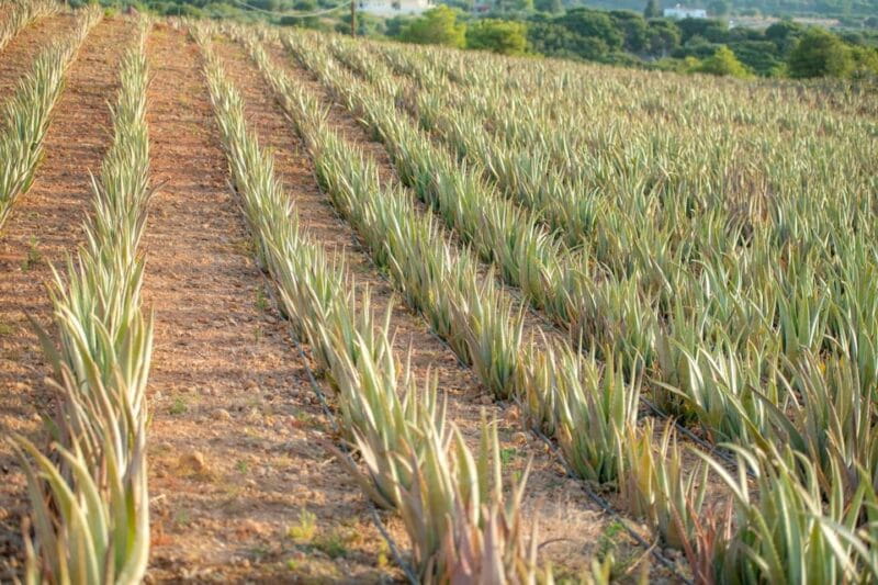 Discover Aloe: A Farm Walk & Workshop - The hands-on essential oil workshop