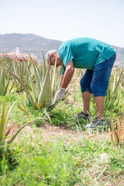 Discover Aloe: A Farm Walk & Workshop - Authenticity and cultural richness