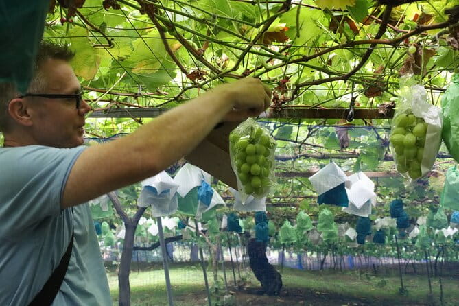 Discover and Traditions of Hiroshima's Mountain Cuisine & Cooking - Fruit-Picking in the Countryside