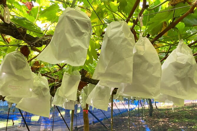 Discover and Traditions of Hiroshima's Mountain Cuisine & Cooking - Exploring the Miyoshi Mononoke Museum