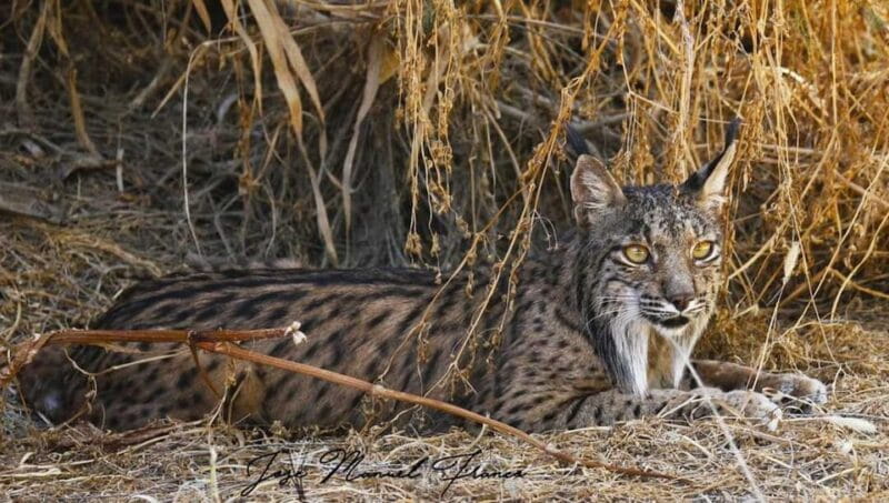Discover Doñana & Iberian Lynx: Premium Nature Tour - Key points / Takeaways
