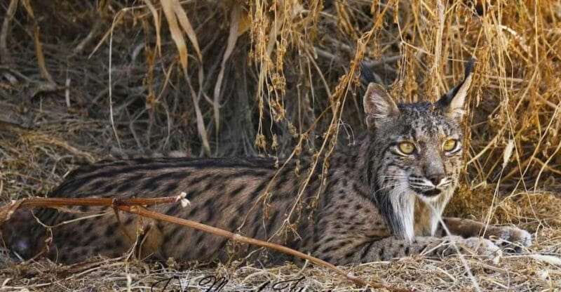 Discover Doñana & Iberian Lynx: Premium Nature Tour - The Sum Up: Is It Worth It?