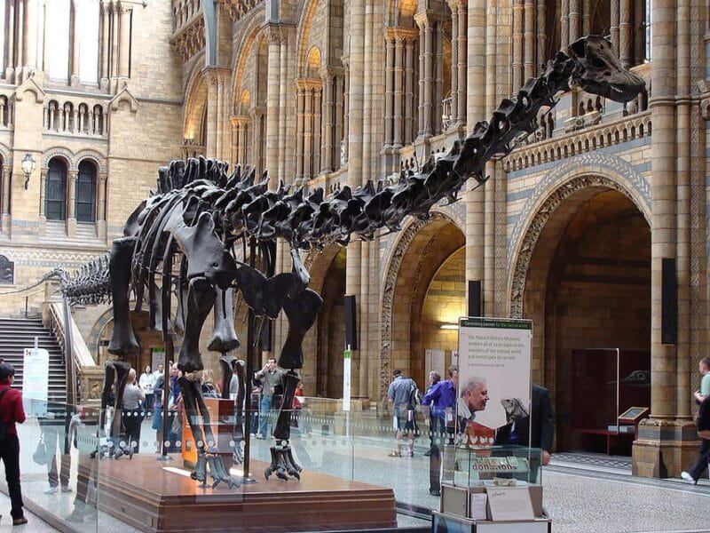 Discover Evolution at the Natural History Museum - Exploring the Highlights of the Natural History Museum