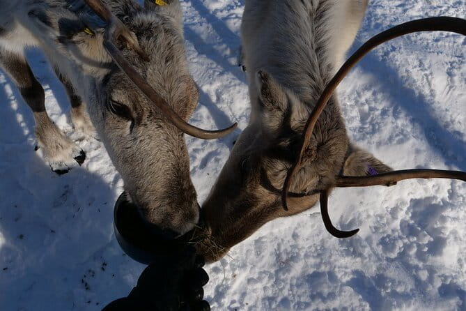 Discover Inari: Reindeer Farm, Siida Museum & Open Fire Lunch - Key Points