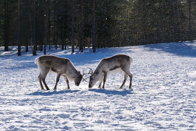 Discover Inari: Reindeer Farm, Siida Museum & Open Fire Lunch - A Balanced Look at the Experience