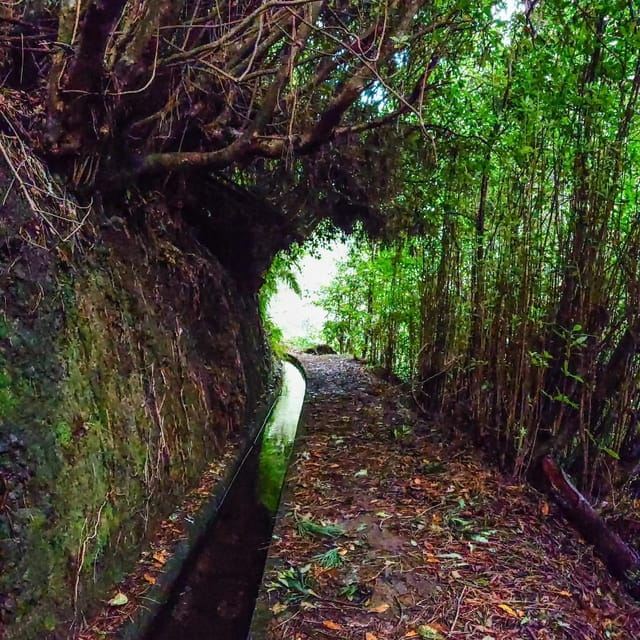 Discover one of our island's levadas in a relaxing way? - Key Points / Takeaways