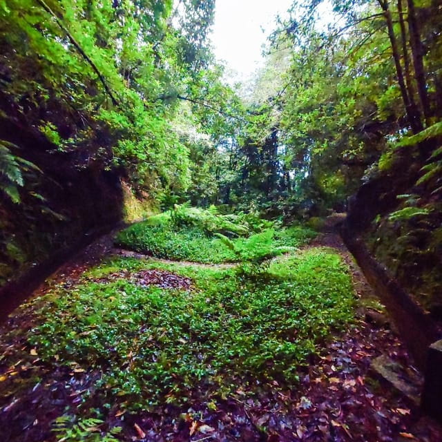 Discover one of our island's levadas in a relaxing way? - A Detailed Look at the Madeira Levadas Tour