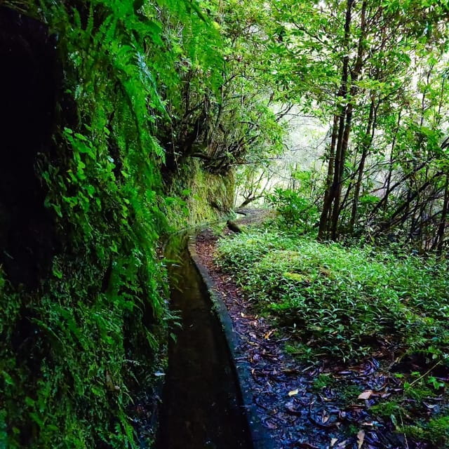 Discover one of our island's levadas in a relaxing way? - Who Is This Tour Best For?