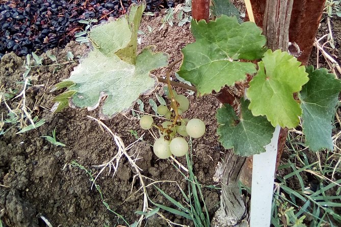 Discover Parma Foods With Laura - Prosciutto Di Parma Secrets