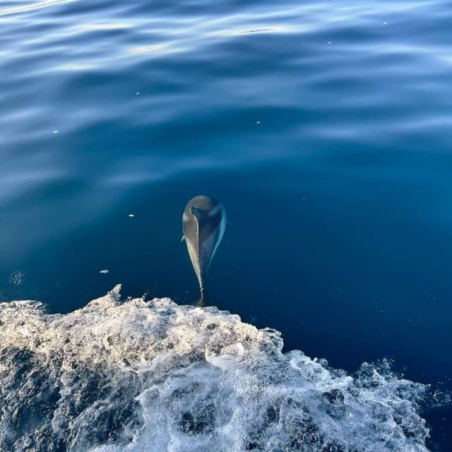 Discover Sardinia: Dolphin Watching and Capo Figari Tour - The Magic of Dolphin Encounters