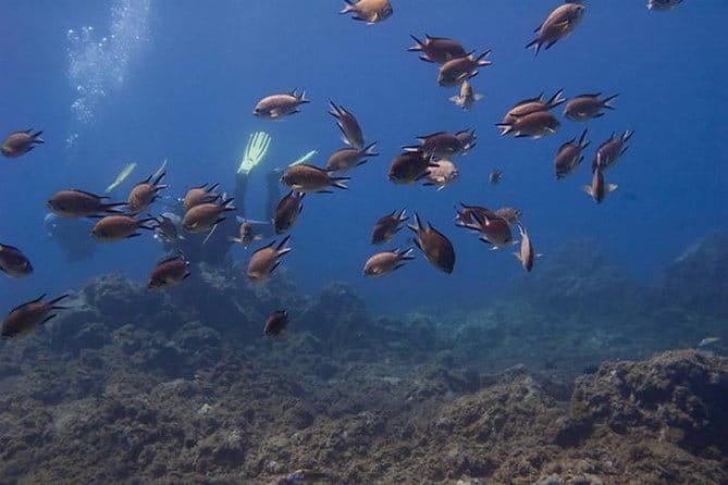 Discover Scuba Diving - A Deep Dive into the Experience – What You Can Expect