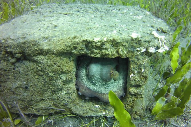 Discover Scuba Diving - FAQ