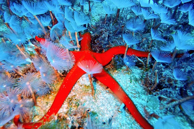 Discover Scuba Diving - Scuba Equipment Included