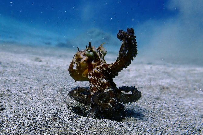 Discover Scuba Diving - Drinks and Snacks Provided