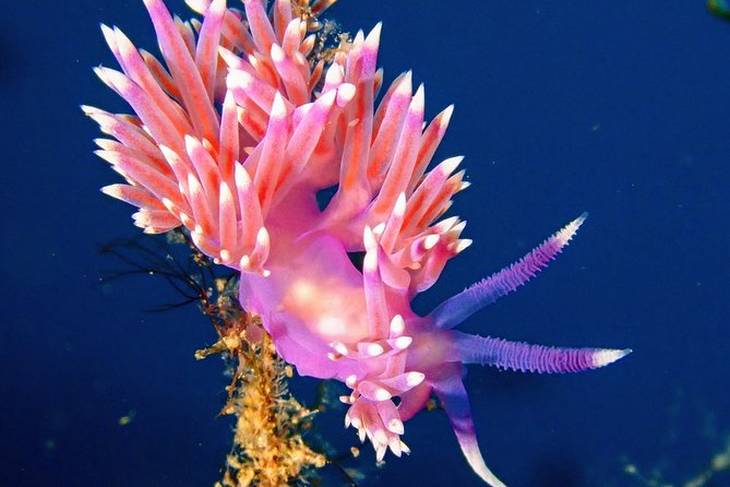 Discover Scuba Diving - Meeting and Pickup Details