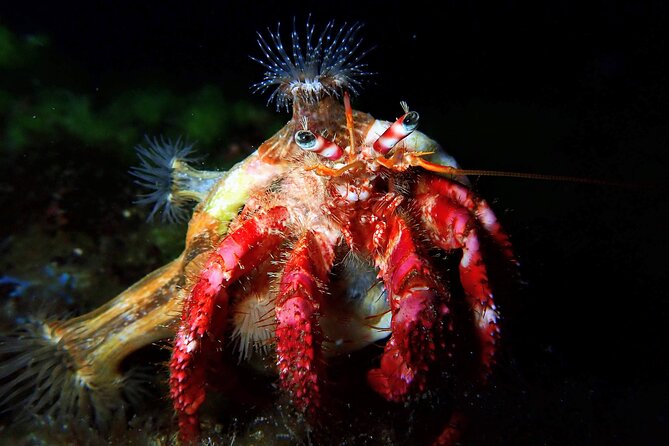 Discover Scuba Diving - Scheduling and Policies