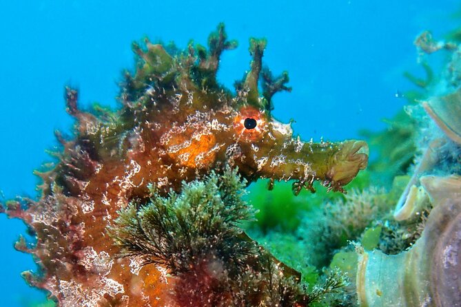 Discover Scuba Diving - Why Choose This Activity