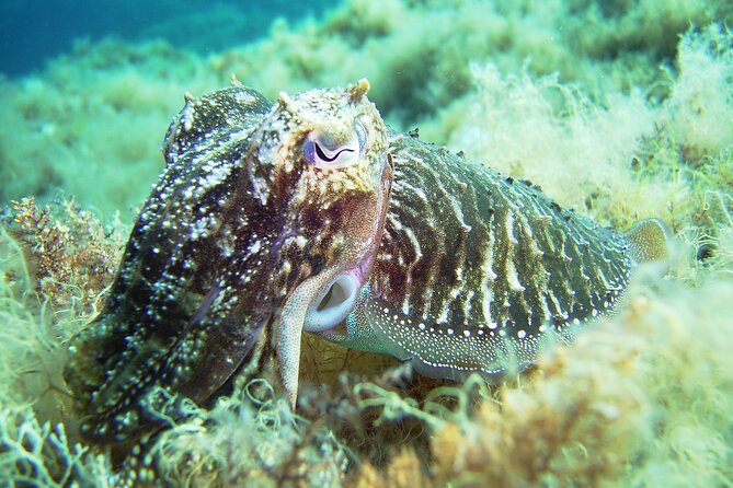 Discover Scuba Diving Adventure in Mykonos - Discovering Marine Life
