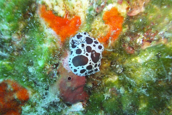 Discover Scuba Diving Adventure in Mykonos - Meeting and Pick-up Details