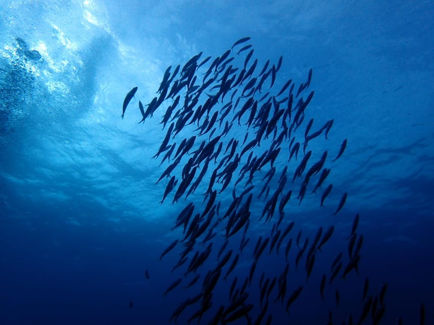 Discover Scuba Diving Experience - Diving Into the Atlantic