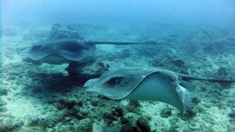 Discover Scuba Diving Experience - Final Words: Is It Worth It?