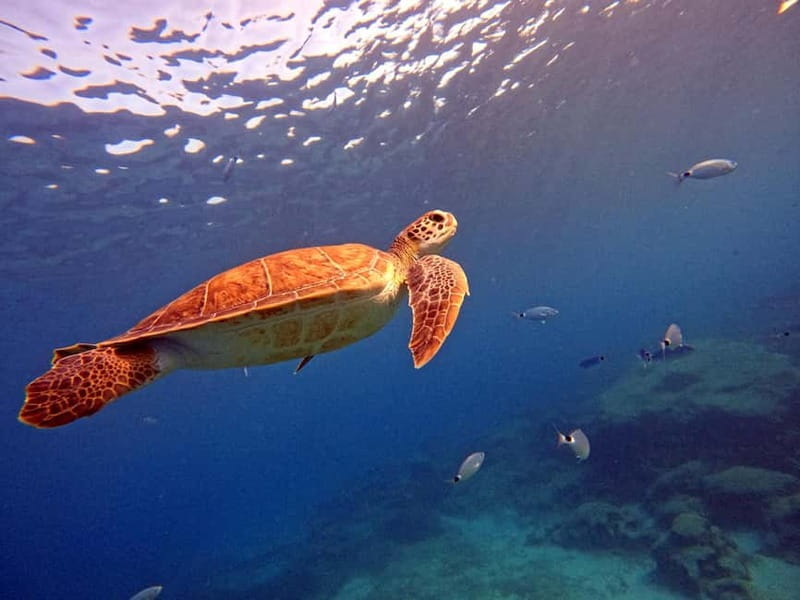 Discover Scuba Diving Experience - The Cost and Its Worth