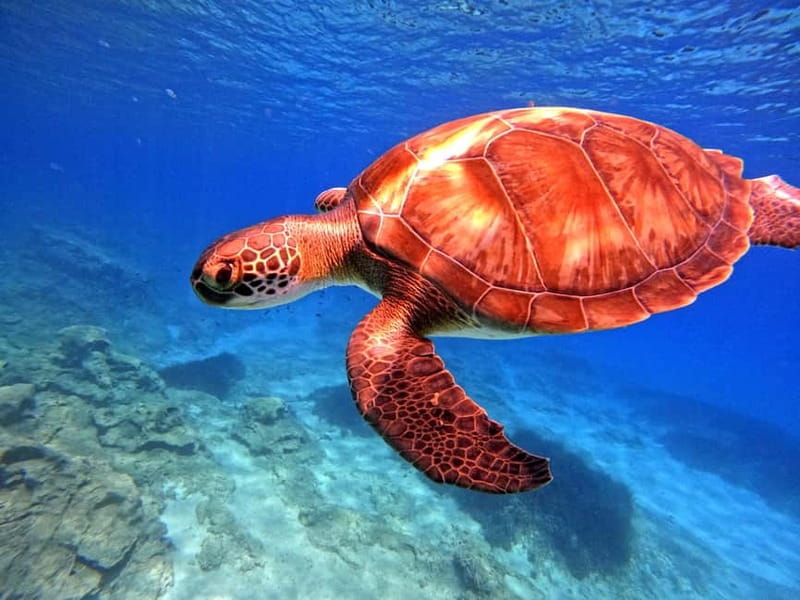 Discover Scuba Diving Experience - Final Thoughts: Value and Authenticity in a Nutshell