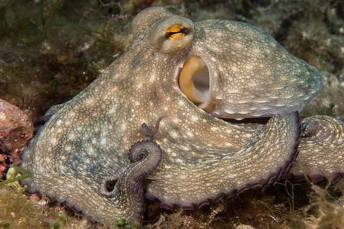 Discover Scuba Diving from the Boot - The Tour Experience in Detail