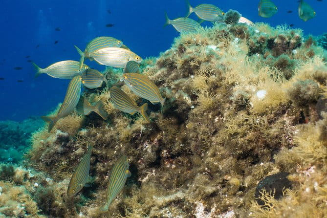 Discover Scuba Diving from the Boot - The Sum Up