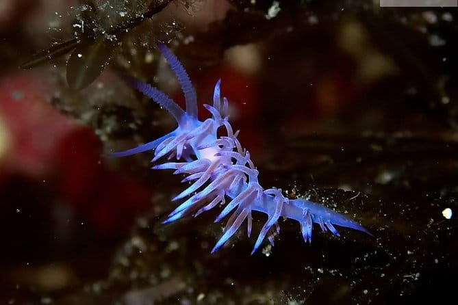 Discover Scuba Diving from the Boot - FAQ