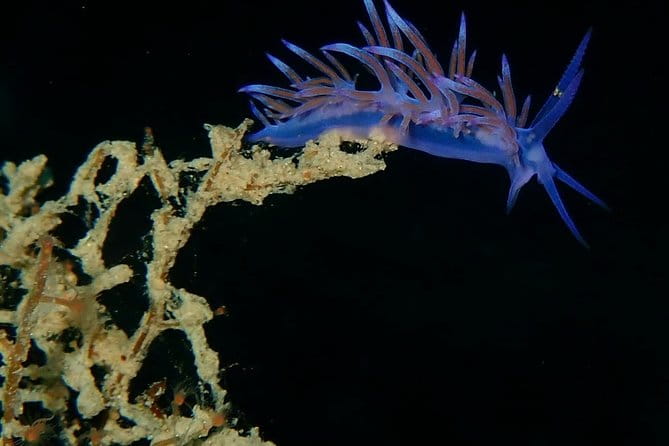 Discover Scuba Diving in Naxos, Greece - Discover Scuba Diving in Naxos, Greece — A Practical Review